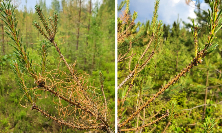 Ruskomäntypistiäisen neulassyöntiä.