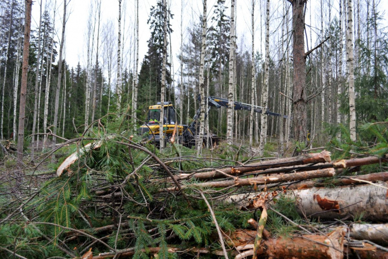 nuoren metsän hoitoa