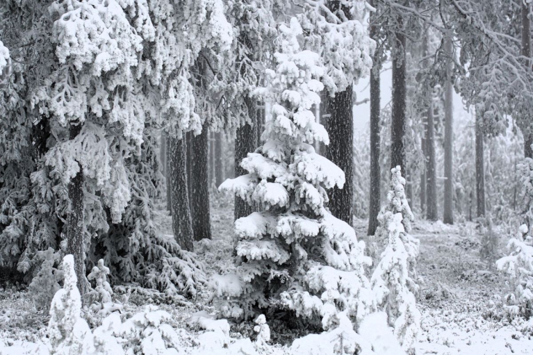 Joulukuusi metsässä