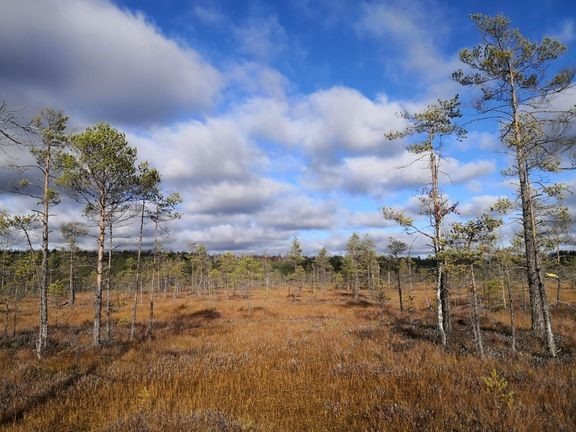 Suomiehensuon luonnonsuojelualue, Nurmijärvi