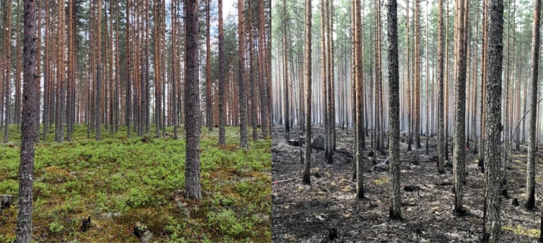 Yksi koeala ennen ennallistamispolttoa (vasen) ja sen jälkeen (oikea)