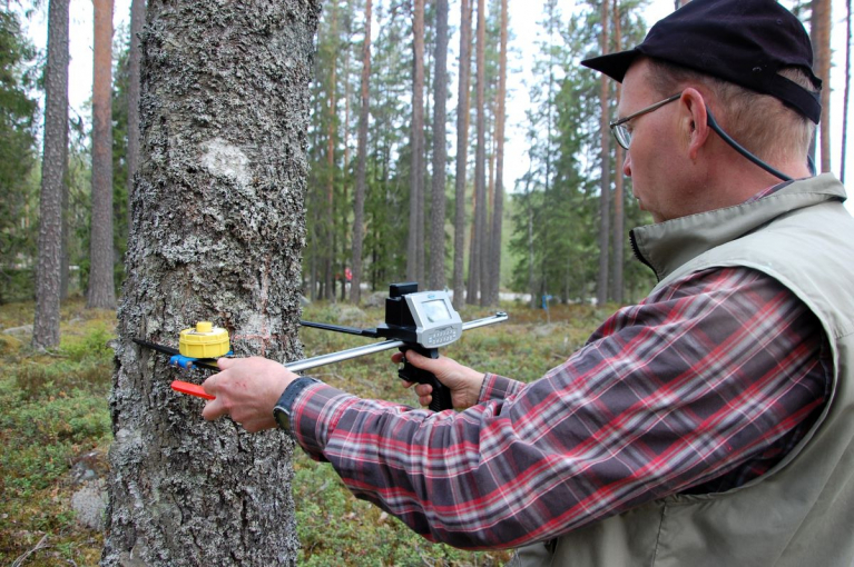 Metsäneuvoja Jouko Huuhka Metsäkeskuksesta mittaa puun läpimittaa