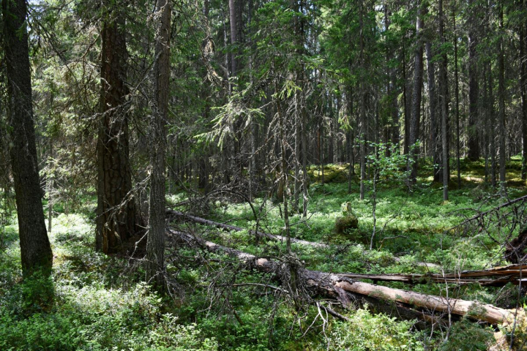 Mahdollista vanhaa metsää Keski-Suomessa