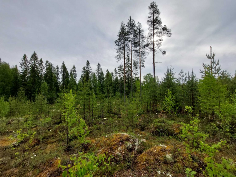 säästöpuut talousmetsässä