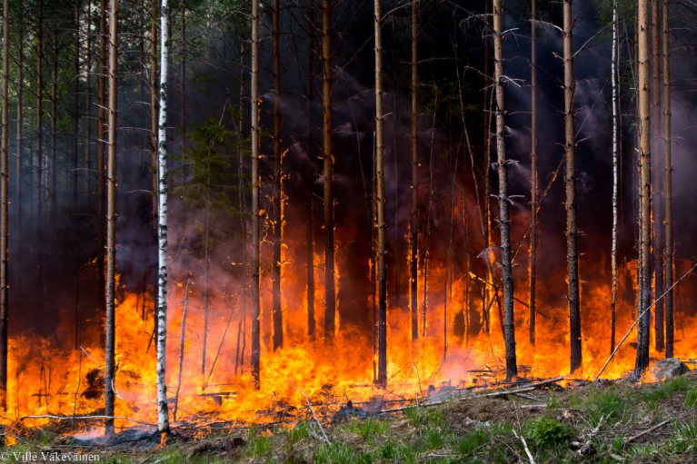 Ennallistamispoltto Repoveden kansallispuistossa.