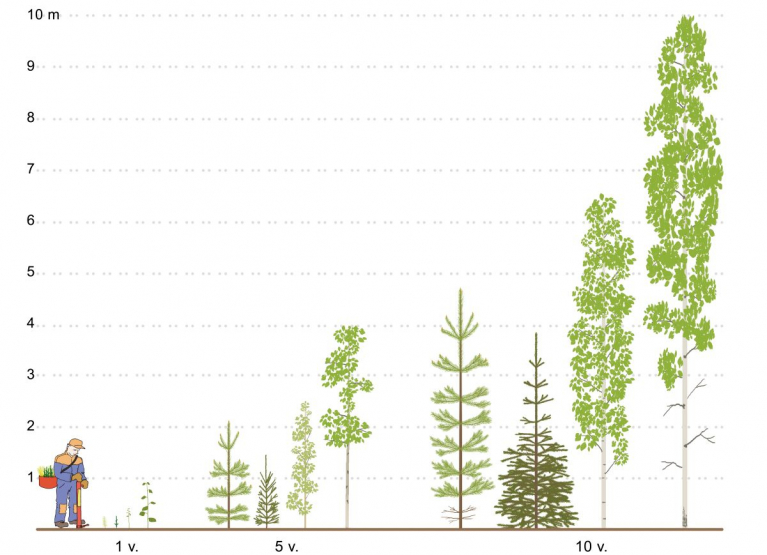 Puulajien erilainen kasvuvauhti voi yllättää kokeneenkin. Kuvassa vasemmalta alkaen: istutettu mänty, istutettu kuusi, luontaisesti syntynyt hieskoivu ja istutettu rauduskoivu.