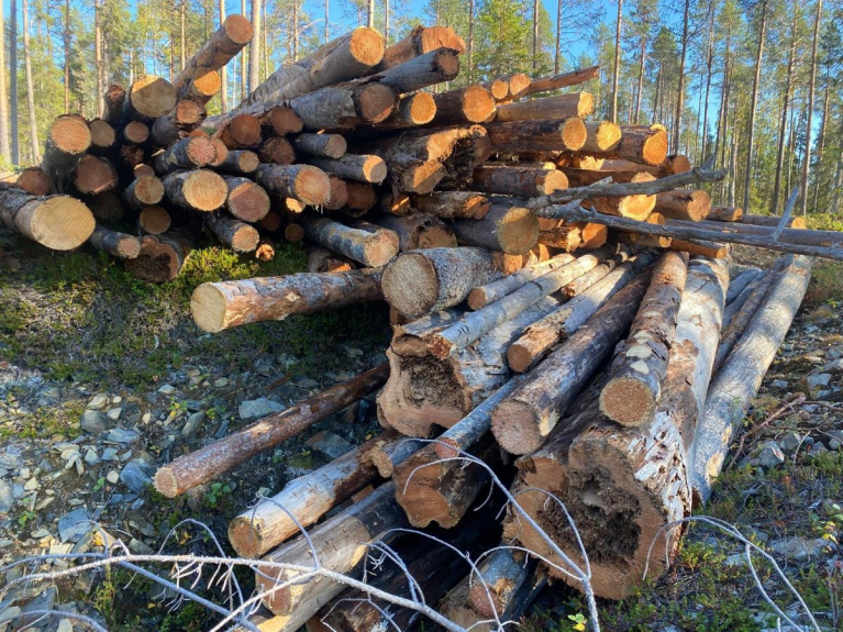 Satoja vuosia vanhoja kelomäntyjä Lampi-Kaakkurivaaralla tienvarren pinoissa 6.9.2024.