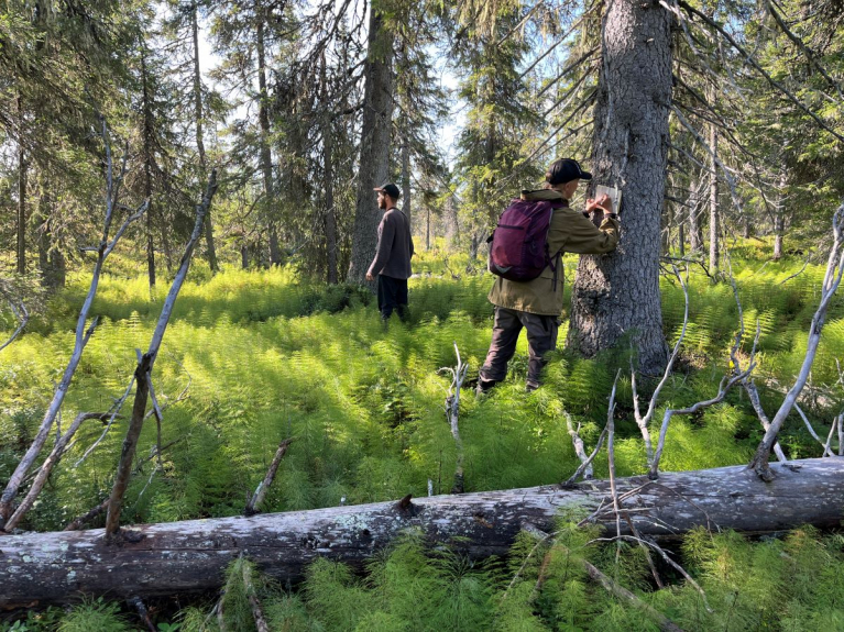 Luonnonmetsätyöryhmän kartoittaja Joni-Matti Kusmin ja Suomen luonnonsuojeluliiton Tuuli Hakulinen Sallan Torolehdontyvet-Venehaarassa hakkuuilmoituksen kohteena olevaa metsää kartoittamassa. Kuvan metsäkortekorpi on metsälain suojelema arvokas elinympäristö mutta nyt se on merkitty hakattavaksi. Elokuu 2024.