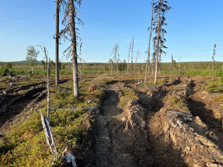 Pölkky Oy:n syksyllä 2023 avohakkaamaa vanhaa luonnonmetsää Sallan Lapioseljänrovilla.