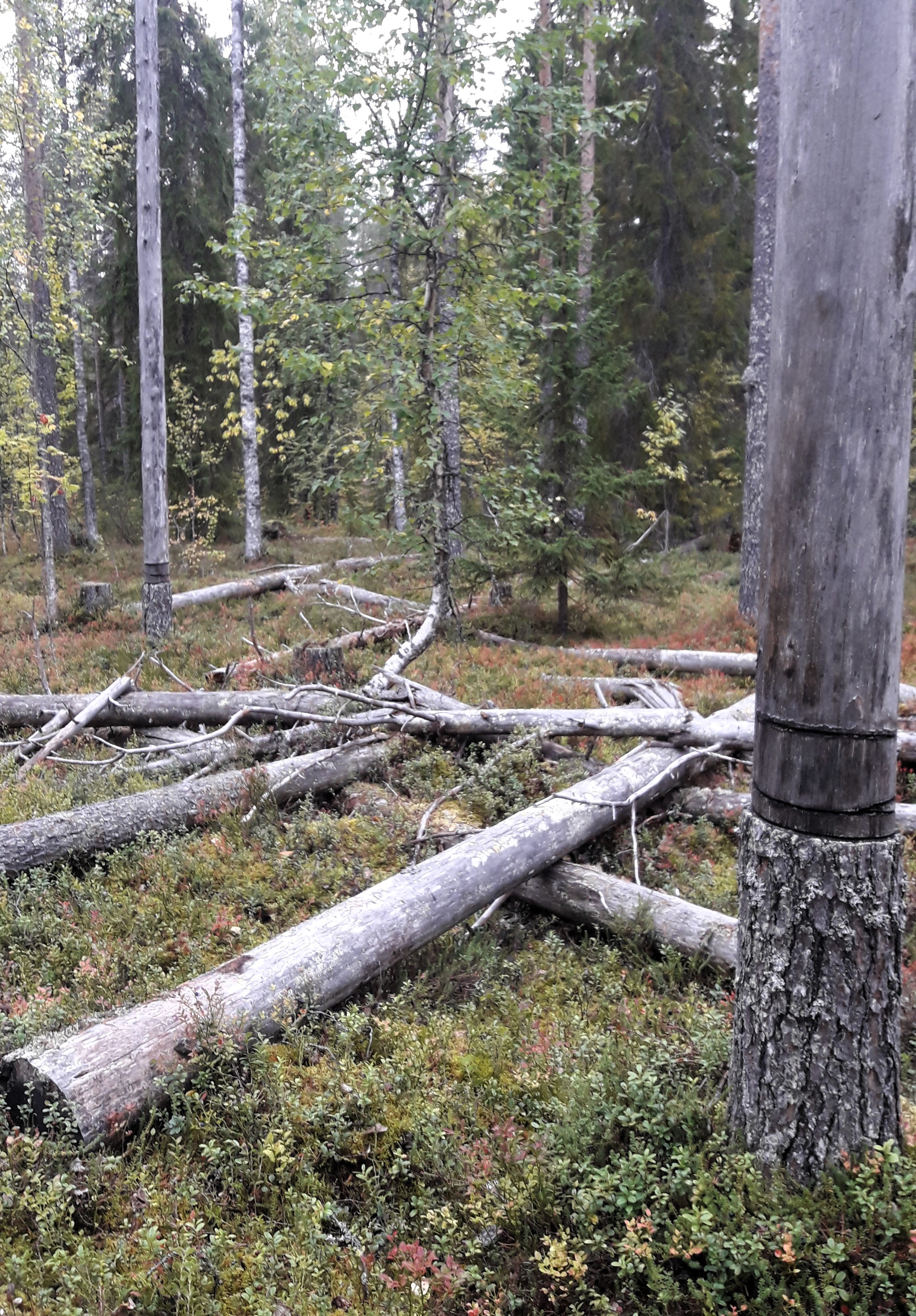 Mujejärven mäntyvaltainen lahopuunlisäyskohde