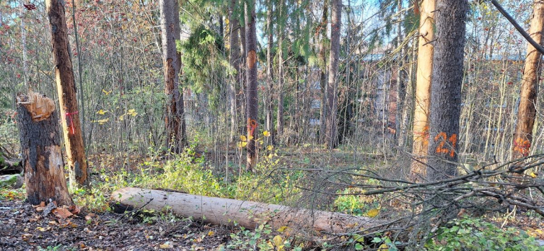 Otaniemen kappelin läheisyydestä joudutaan kaatamaan pystyyn kuolleita, lahoja puita. Puiden tuhot ovat kirjanpainajakuoriaisen toukkien aiheuttamia.