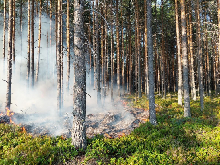 ennallistamispoltto Salamajärvellä