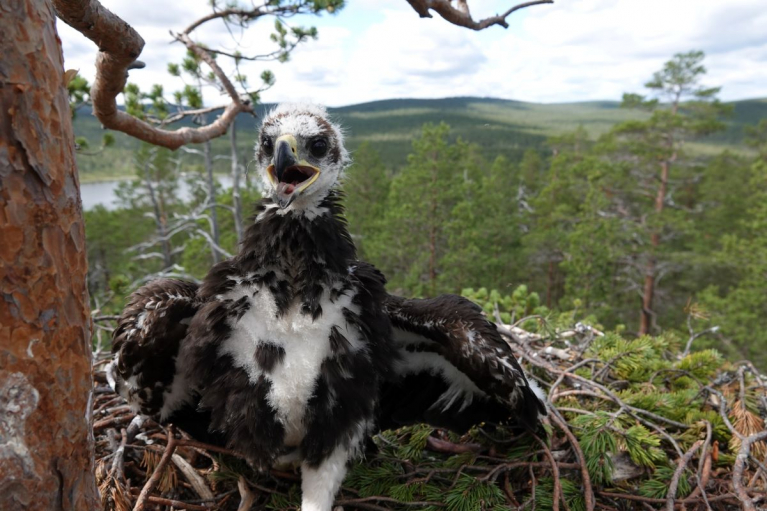 poikanen maakotkan pesällä