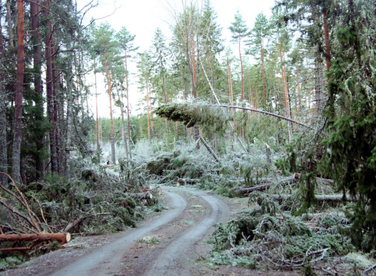 Myrskyn kaatamia puita Satakunnassa