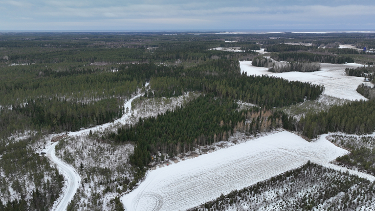 talvinen metsämaisema