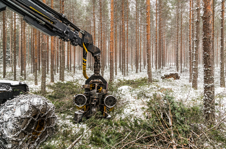 mäntymetsä