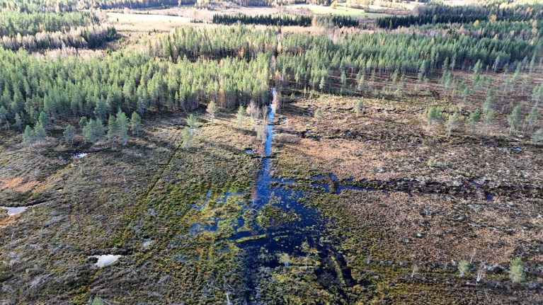 Suon ennallistaminen, Nurmes