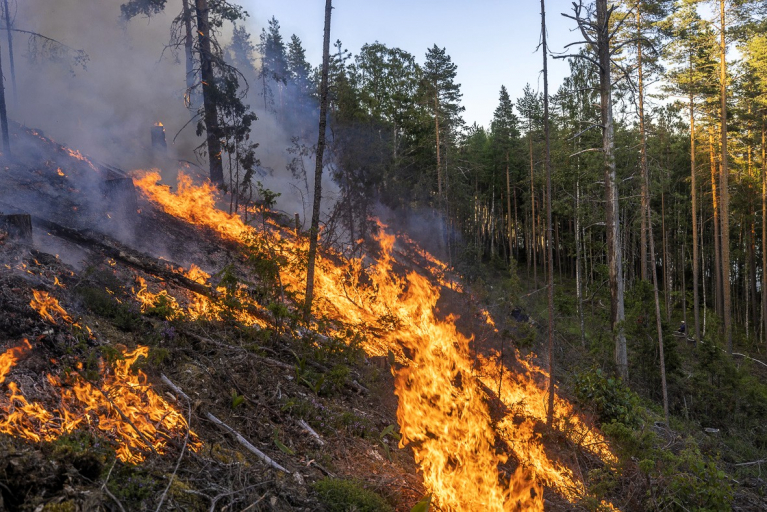 monimuotoisuus, huuhanranta