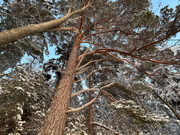 Mäntymetsä