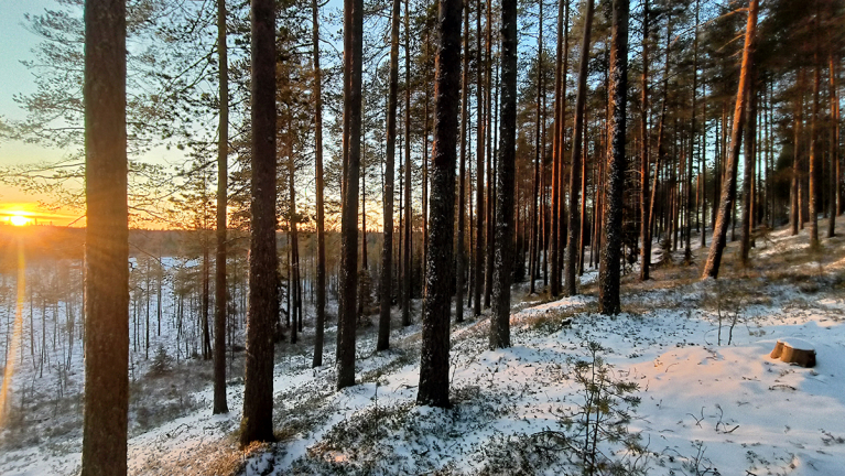 auringonnousu metsässä