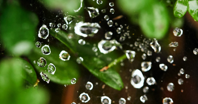 Metsä Group luontohankkeet