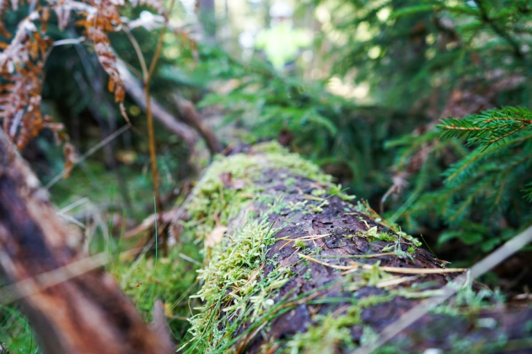 Lahopuuta metsässä