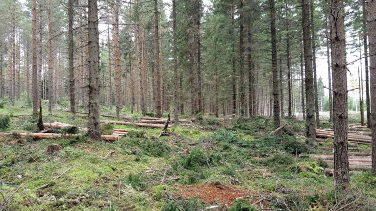 Harvennus käynnissä