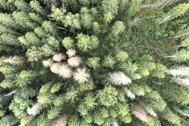 Kirjanpainajien tappamia puita kuusikossa