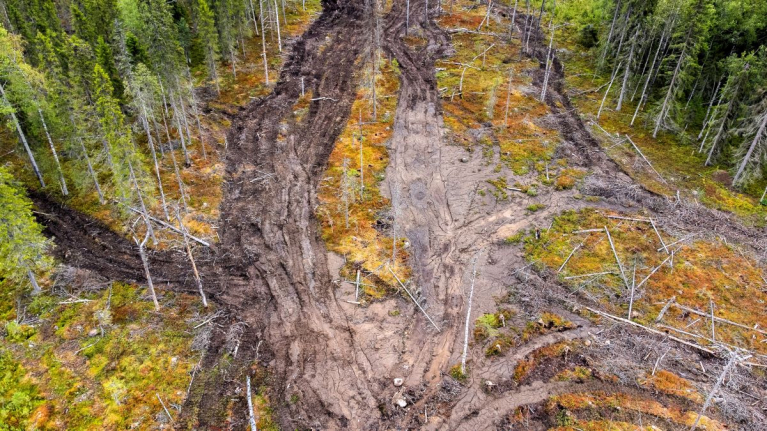Kaupinvaaran luonnonmetsä