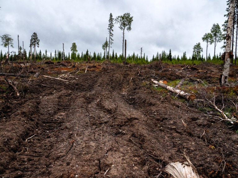 Kaupinvaaran luonnonmetsä