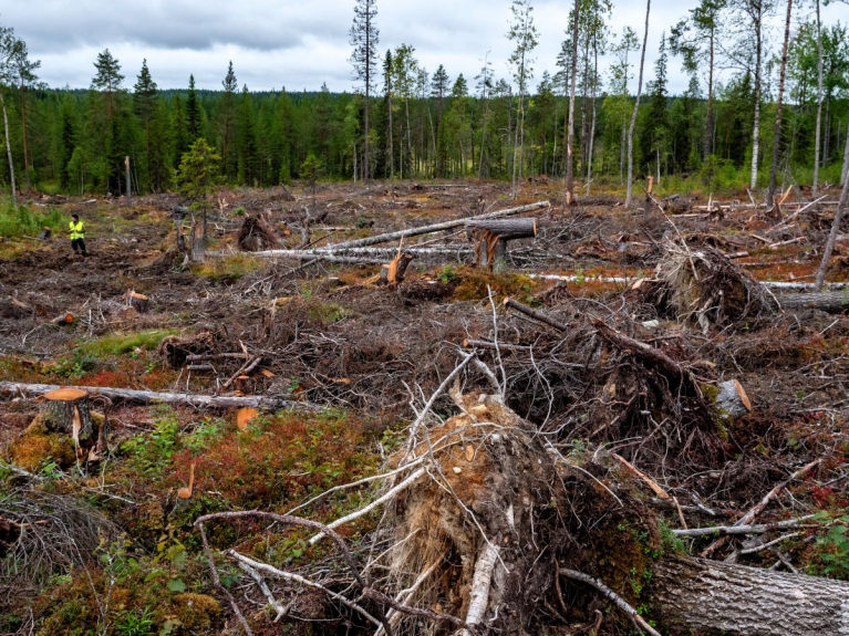 Kaupinvaaran luonnonmetsän hakkuilla