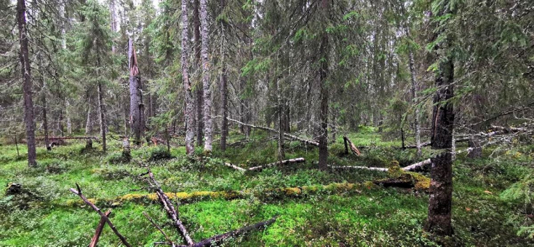 Kaupinvaaran luonnonmetsä ennen hakkuita