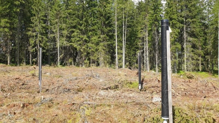 Esimerkki tyypillisestä seurantapaikasta, jonne on pystytetty kolme putkipyydystä kirjanpainajalle alttiin paahteisen kuusikon reunan tuntumaan