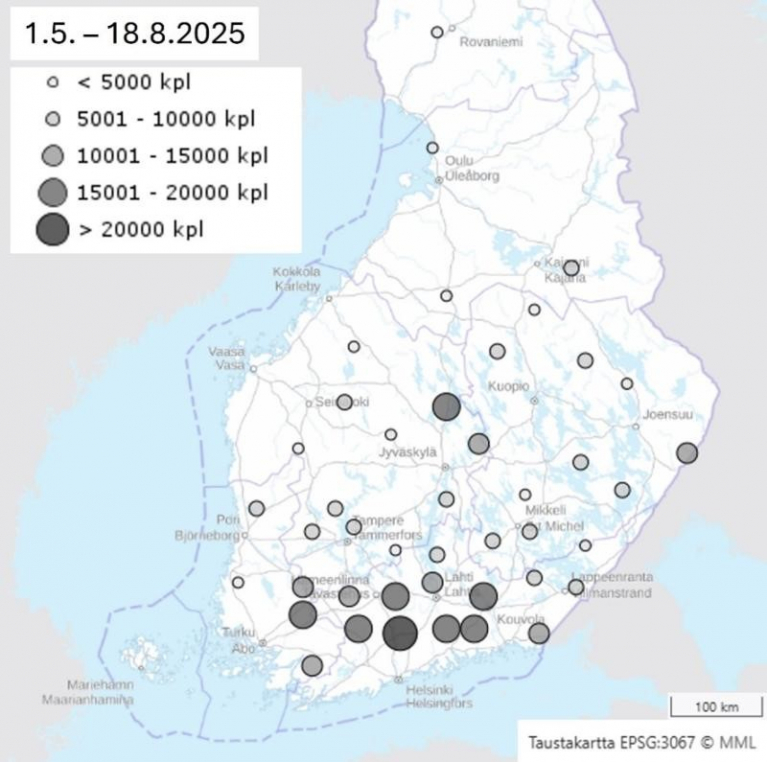 Feromonipyydyksiin kesän aikana kertyneiden kirjanpainajamäärien yhteenlaskettu määrä 17.8.2025 mennessä.