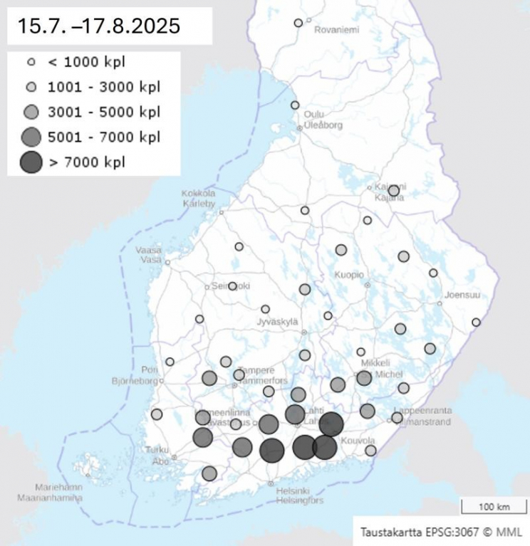 Feromonipyydyksiin kertyneet kirjanpainajamäärät ajanjaksona 15.7. – 17.8.2025, johon ajoittui pääosa kesän hellejaksosta.