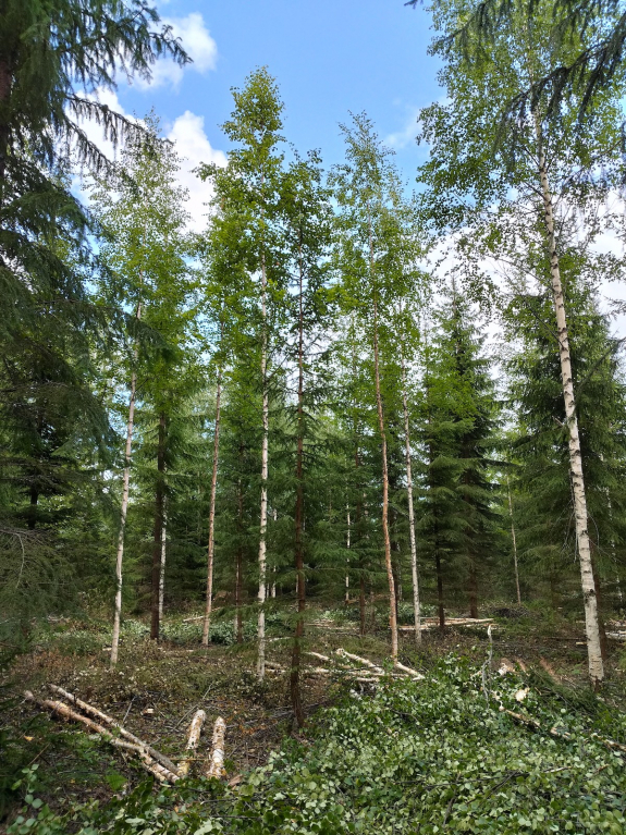 pienpuun korjuukohde