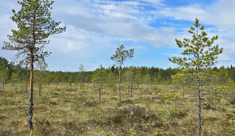 Ikaalisten kirmonmetsän suojelualue