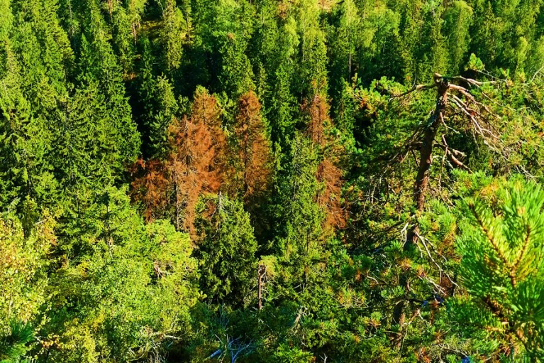 kirjanpainatuhorypäs