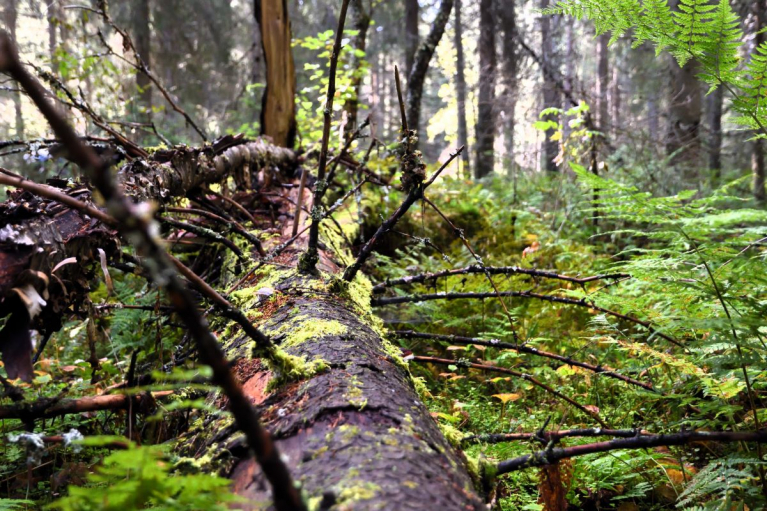 Lahopuuta metsässä