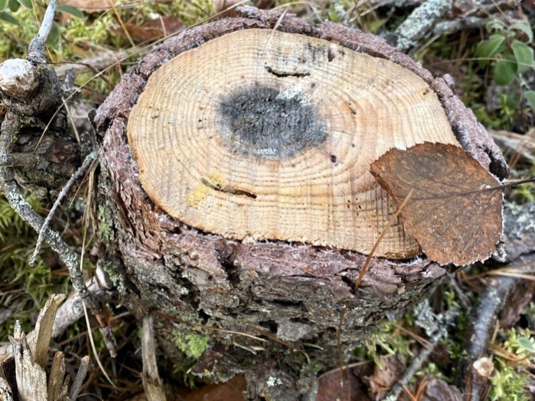 Juurikääpä kannossa