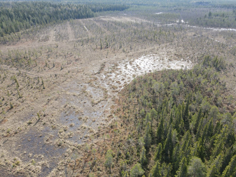 Ennallistettu lettosuo