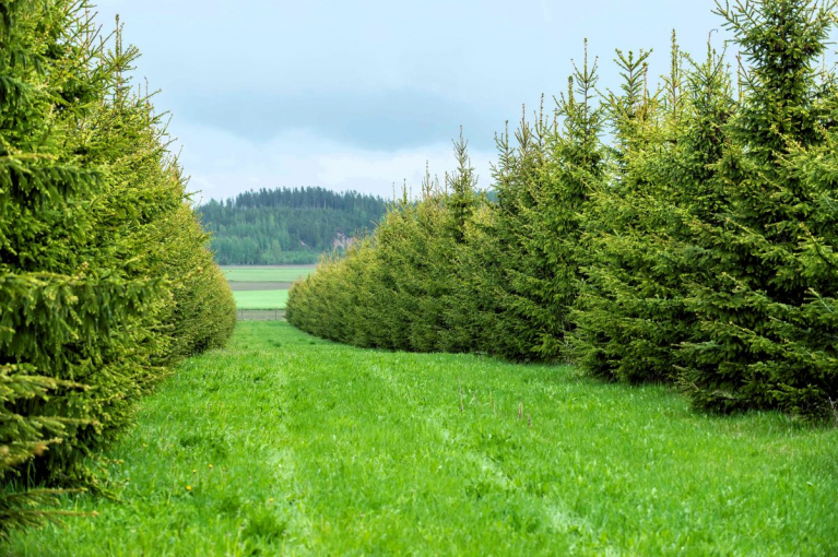 Kuusen siemenviljelmä