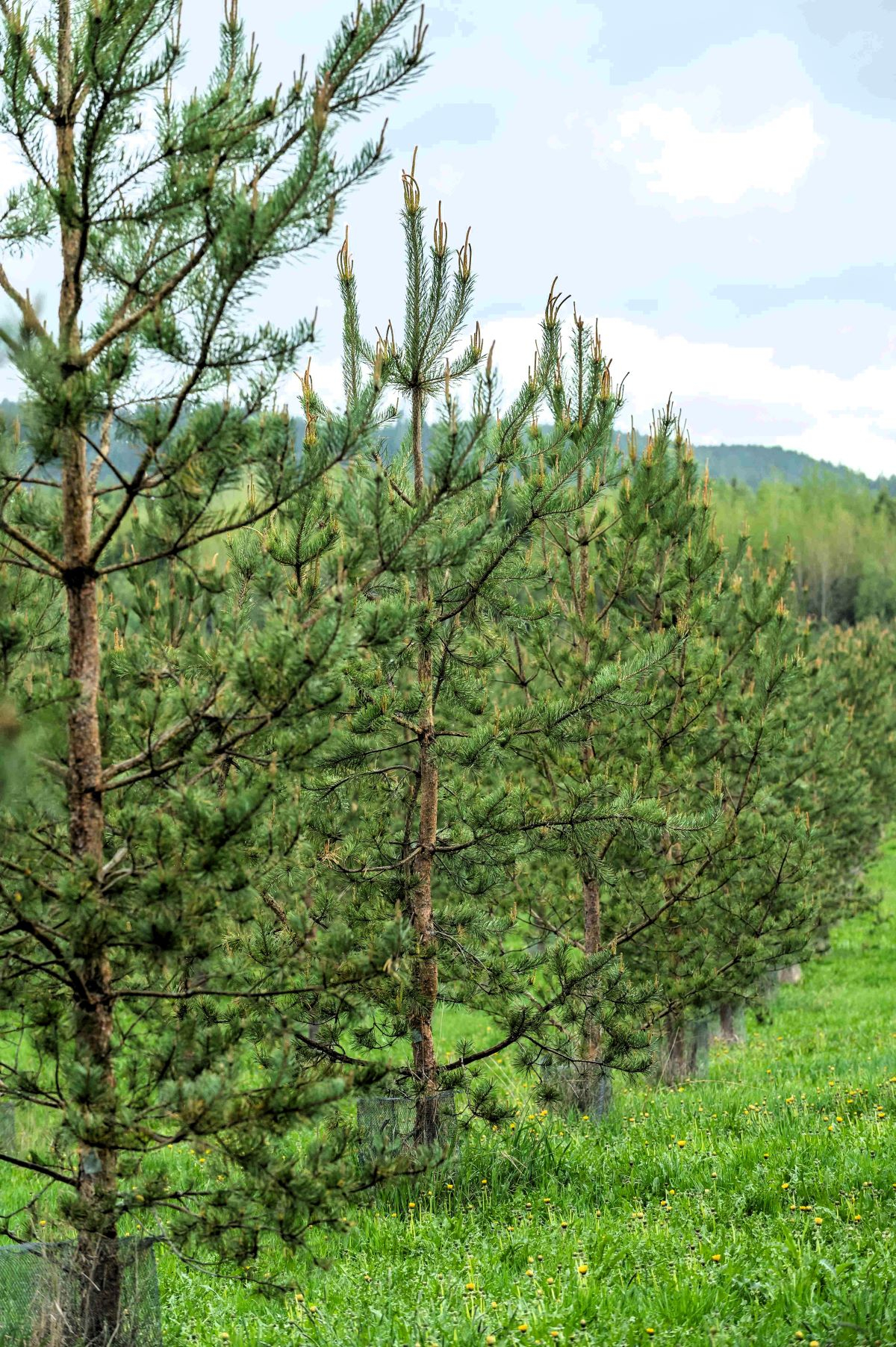 Männyn siemenviljelmä
