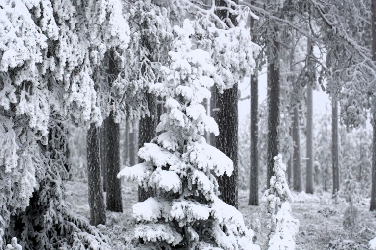 Valtion monikäyttömetsää Pudasjärvellä