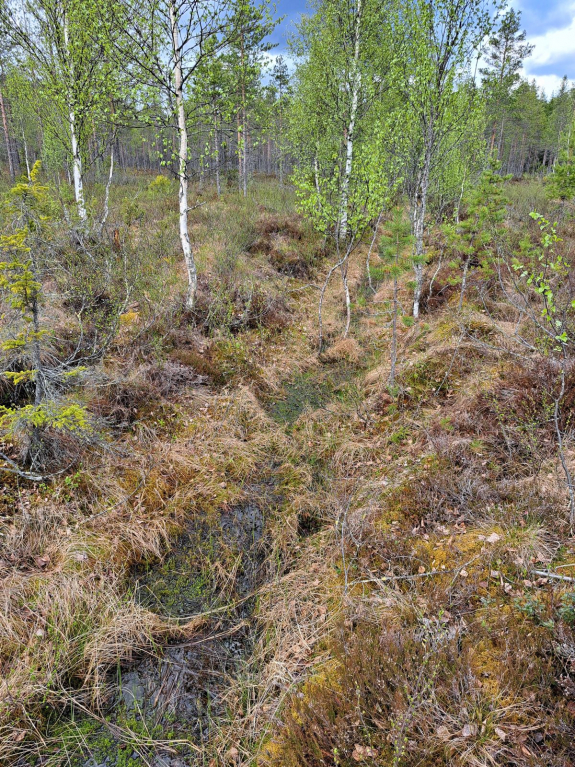 ennallistettavaa ojitusta