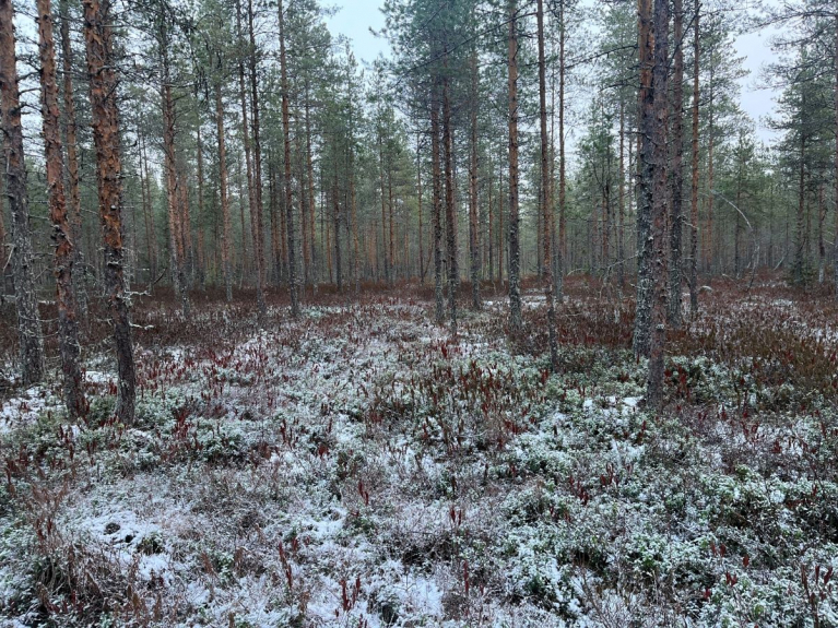 Pielaveden kohdealue