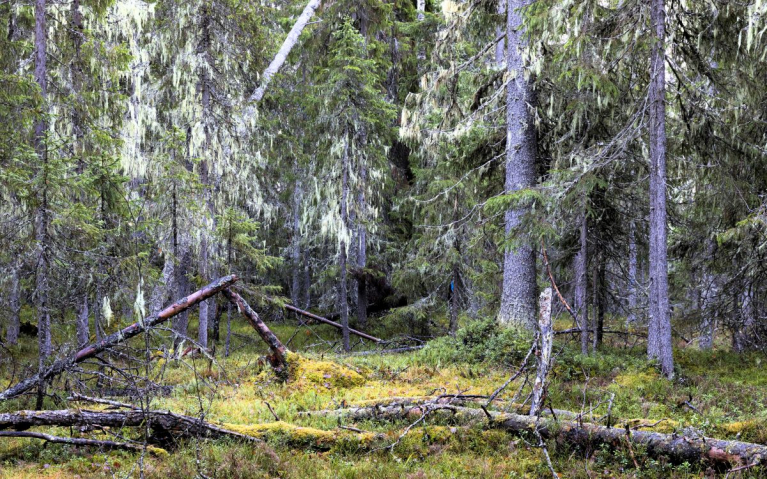 Karttimonjoen luonnonmetsät