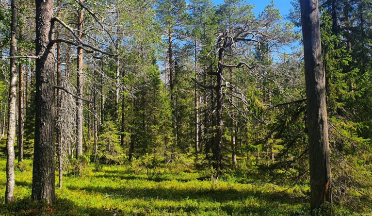 Rovaniemen lomperoselkä