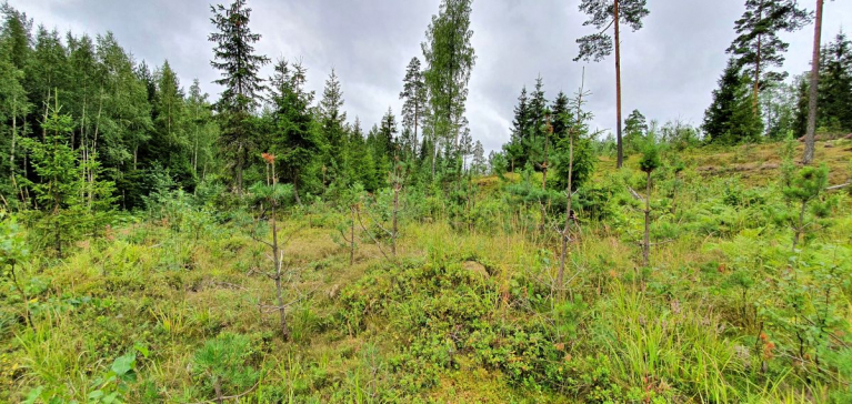 Hirvivahinkoja mäntytaimikossa.