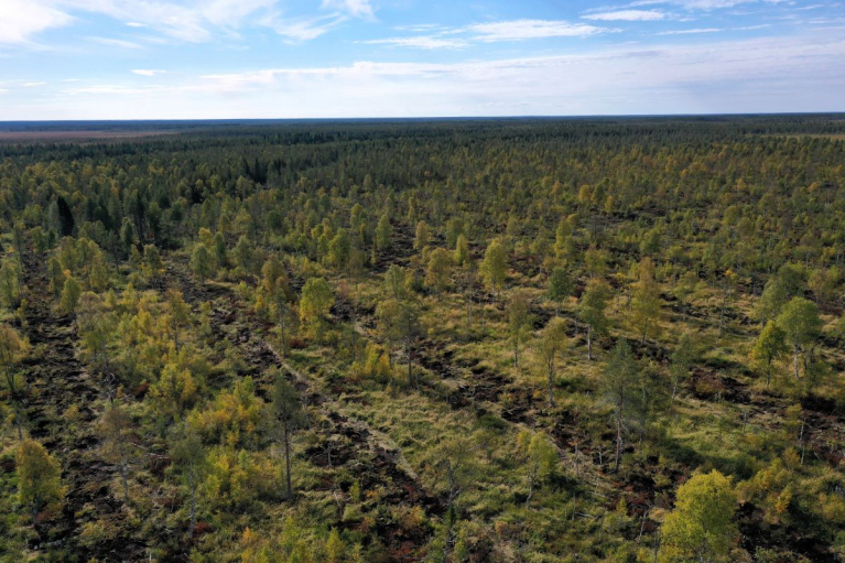 Ennallistettua Värkkisuota syyskuussa 2025.